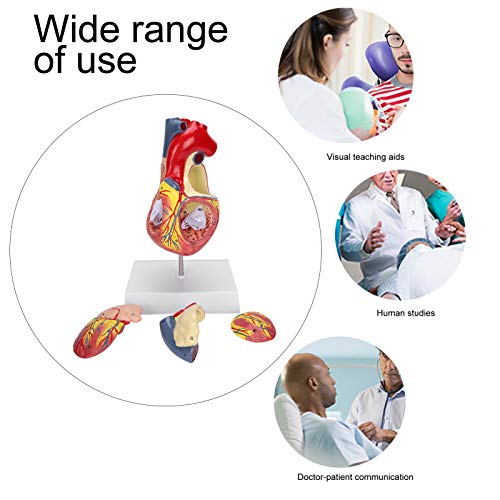 Image of Human Heart Model 48 Anatomical Internal Structures, 2-Part Life Size Anatomically Accurate Numbered Heart Model, 3 x Removable Parts for Teaching use