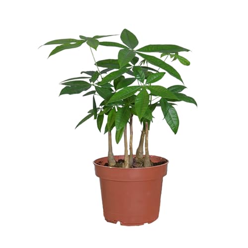 Glückskastanie mit mehreren Stämmen | Pachira aquatica Pflanze im 17cm Topf | Zimmerpflanze ungiftig & pflegeleicht | Glücksbaum frisch aus der Gärtnerei | ca. 50–60 cm hoch | Green Me Up