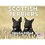 Scottish Terrier