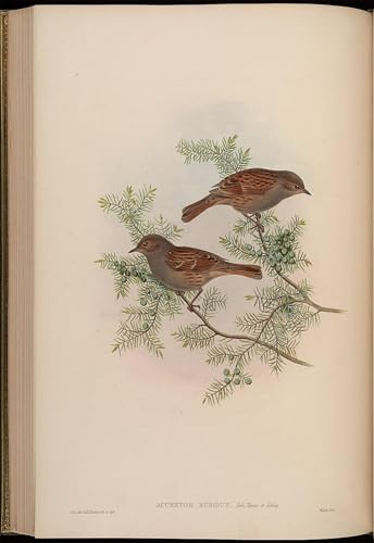 Peinture murale animal John Gould toile abstraite haut de gamme
