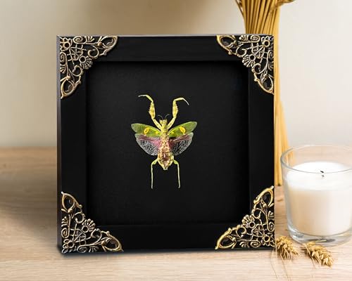 Real Framed Flower Mantis Dead Insect Dried Green Beetle Shadow Box Black Frame Taxidermy Bug Specimen Display Oddity Tabletop Standable Wall Hanging Home Decor K12-62-DE