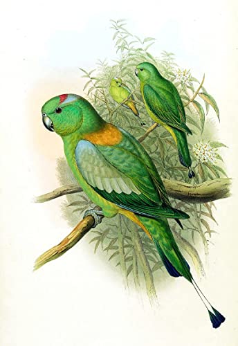 Peinture poster impression oiseaux Prioniturus décoration murale