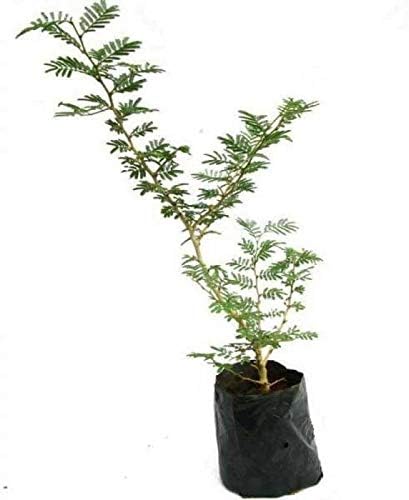 Selpline - Shami Tree/Banni Tree/Vanni Maram- Live Plant With 4 Pot (1 Healthy Live Plant)