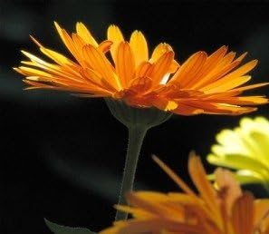 Non GMO Bulk Calendula Seeds- Fancy Mix. 26,000 Seeds. Calendula officinalis (1/2 Lb)