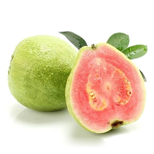 PERZOE 30 Piezas de Semillas de Guayaba Psidium Guajava, kSweet Delicious Fruit Garden Bonsai Tree Plant Semillas de Psidium Guajava