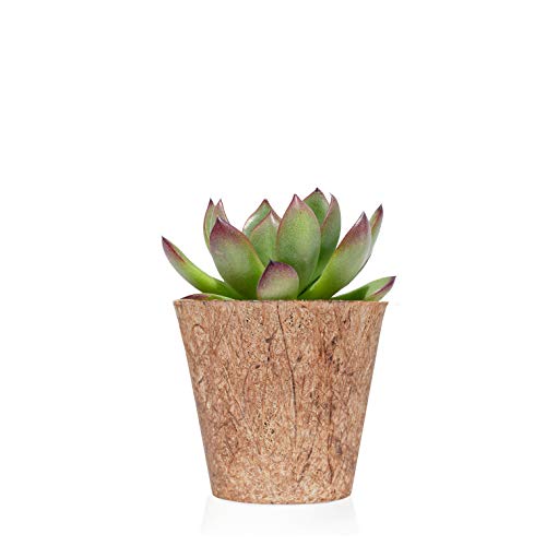 Pack de 12 plantas suculentas echeveria Bio - Detalles boda para invitados - Obsequios para bautizo o comunión