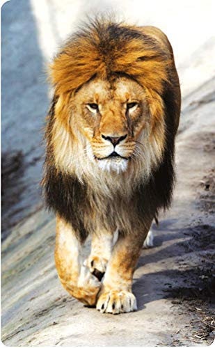 Image of ZiGYASAW Wild Animals Flash Cards for Kids Early Learning I 20 Real Images for Babies I Easy & Fun Way of Learning | Wipe and Clean Study Material for Preschoolers (105 x 170 mm) - Age 3+ Years