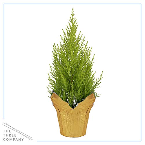 Live Fragrant Lemon Cypress Tree In Deco Cover - Beautiful Decor, 12" Tall By 5" Wide #TOP2