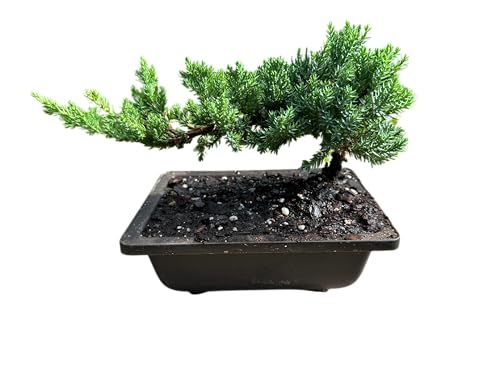 Live Dwarf Juniper Bonsai Tree | Potted in Plastic Pot | 3 Years Old | 100% Handcrafted | Outdoor...