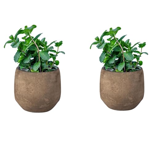 SMPLY. - Planta de Menta - Pack de 2 - Altura: 20 cm - Maceta 10 cm - Hierba Aromática de Interior y Exterior - Huerto Urbano y Jardín - Fácil Cuidado