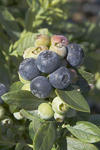 Vaccinium 'Sunshine Blue' Blueberry- Beautiful Blue-Green Foliage and Showy Pink to White Flowers. This Plant is a self-Fruiting, but yields Best When Planted with Another Variety. (3 Gallon, Potted)