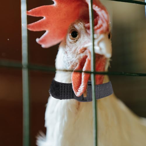 Image of Anti-Hook Neck Strap - 4Pcs Nylon Rooster Collar Noise Reducing Adjustable Chicken Band for Quiet Poultry Care