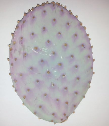 Purple Prickly Pear Cactus (Uncommon)(Small Spikes/Almost No Spikes, Live Bare Root Plant) by Allison Superstore
