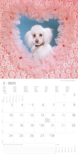 Alpha Edition - Funny Dogs 2025 Broschürenkalender, 30x30cm, Wandkalender mit Platz für Notizen und Termine, lustige Hunde-Motive, Monatsübersicht und Ferientermine DE/AT/CH