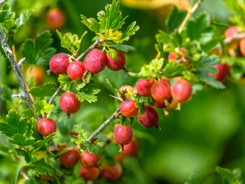 Gooseberry Plant Live, Gooseberry Bush Live Plant for Planting Your Garden, Gooseberry Shrub Starter Plant 5-9 Inch Height