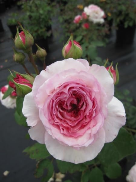 Rosa James Galway ® Synonym Auscrystal ® - Englische Rose - Austin-Rose