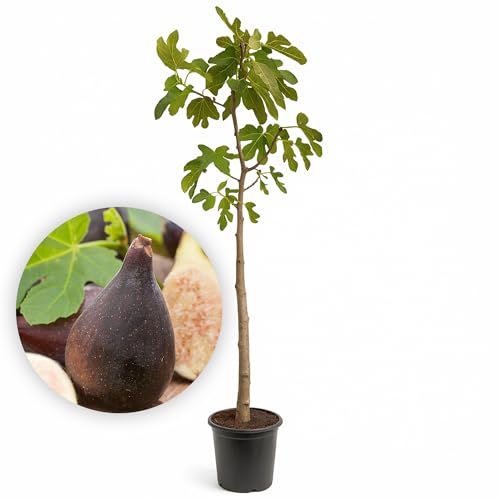 LEMON FLOWERS | Feigenbaum Rouge de Bordeaux 160-175 cm Ficus Carica Winterharter Feigenbaum bis -17C Selbstbefruchtend & Aromatisch