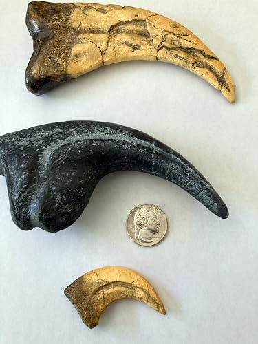 Image of Dinosaur Claw Fossil Replica Bundle - Allosaurus, Utahraptor, and Velociraptor Claw Set