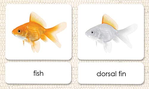Parts of The Fish 3-Part Photo Cards