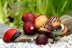 Teich Schnecken und Muscheln Rote Rennschnecke