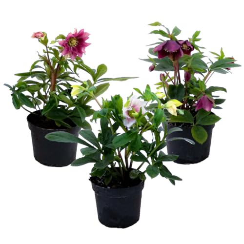 Plant in a Box - Helleborus Orientalis - Mix di 3 - Rose di Natale resistenti - Fiori colorati - Elleboro orientale - Vaso 12cm - Altezza 20-30cm