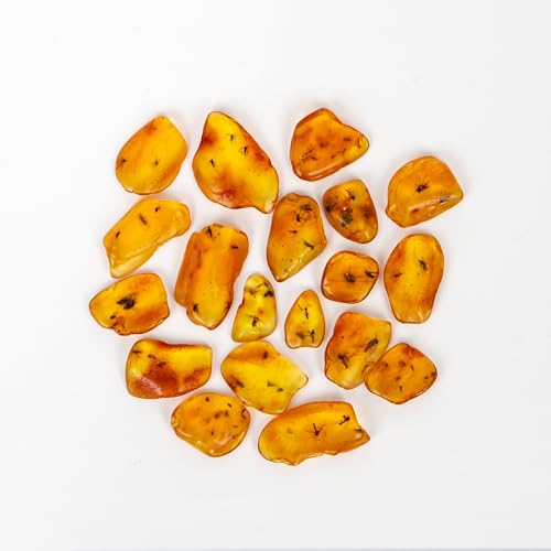 Image of Baltic Amber Natural Fossil Insects,Insects from Millions of Years ago-Four Sets,True Insect Samples-Science Classroom Science Education Animal Specimens (Two or More Insects Amber Fossils)