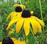 3 Live Black-Eyed Susan Plants (Rudbeckia hirta) Perennial Wildflowers from My Home Park – Individually Potted in 4” Pots – 4–8” Tall on Arrival – Not Seeds – Blooms in Mid-Summer – Zones 4–8