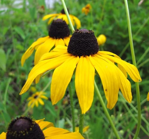 3 Live Black-Eyed Susan Plants (Rudbeckia hirta) Perennial Wildflowers from My Home Park – Individually Potted in 4” Pots – 4–8” Tall on Arrival – Not Seeds – Blooms in Mid-Summer – Zones 4–8