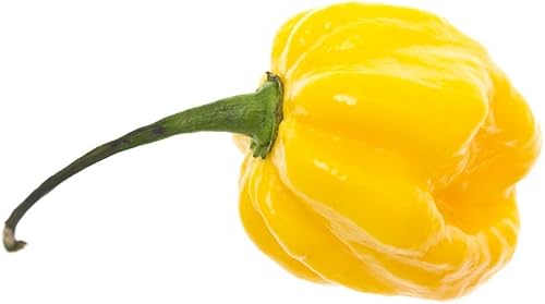 Miniatura 2 de Semillas de pimiento picante Habañero de limón para plantar, más de 25 semillas de reliquia por paquete, semillas de jardín de Isla (semillas de