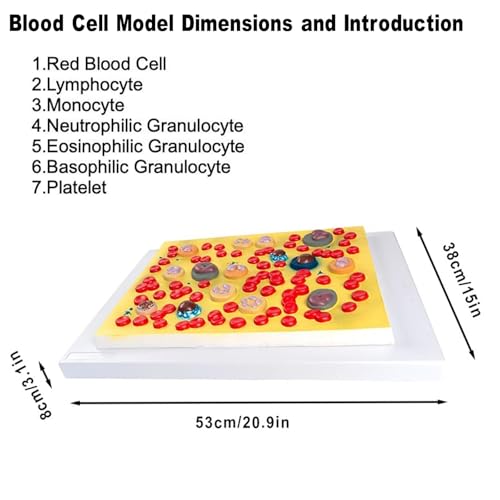 Modèle de cellules sanguines humaines 2000x pour surmonter les difficultés en biologie - 3