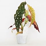 ＩＴＡＮＳＥ 木立ベゴニア マクラータ 3.5号 1個売り 観葉植物 Begonia maculata 涙型の大きな葉 シルバードット 赤い葉裏