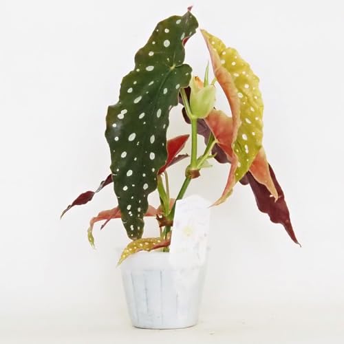 �h�s�`�m�r�d �ؗ��x�S�j�A �}�N���[�^ 3.5�� 2�Z�b�g�y�i��őI�ׂ�ϗt�A���z�w���FBegonia maculata/�V���E�J�C�h�E�ȃx�R�j�A�� ��ϊ������N�����܌^�̑傫�ȗt�ɁA�J���̂悤�ȃV���o�[�̃h�b�g���Y��Ȋϗt�A���ł��B�t�̗����Ԃ��A�\�̐[