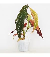 Amazon｜ITANSE 木立ベゴニア マクラータ 3.5号 1個売り 観葉