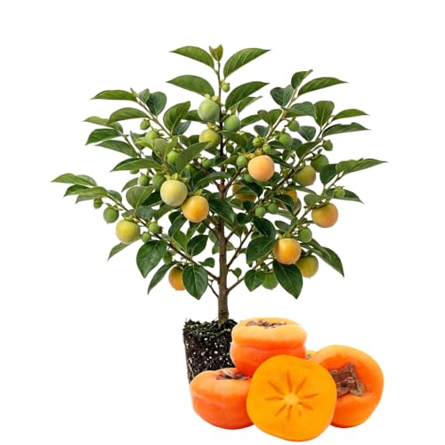 Persimmon Tree Live Plant Hardy Persimmon Fruit 6-12 Inches Tall Outdoor Planting