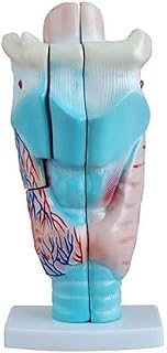 Assembly Model 1: 1 Professional Magnified Human Larynx Joint Medical Simulation Model Anatomy PVC Anatomical Human Larynx Model Enlarged 3 Times, Can Be Divided into 3 Parts