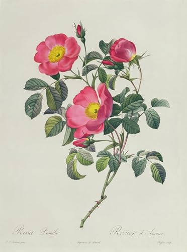 Art tableau Rosa Lumila de Pierre Redouté affiche impression pour décoration murale