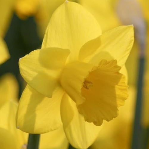 50 Large Unsurpassable Trumpet Daffodil Narcissus bulbs Blooms Mid Spring ->Deer Won't Eat <<-