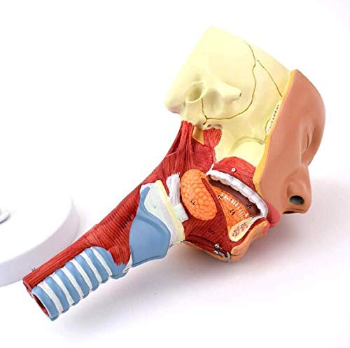 Anatomia głowy Mięsień gardłowy, gardło, usta, nos, język Model anatomiczny Narządy medyczne Materiały dydaktyczne