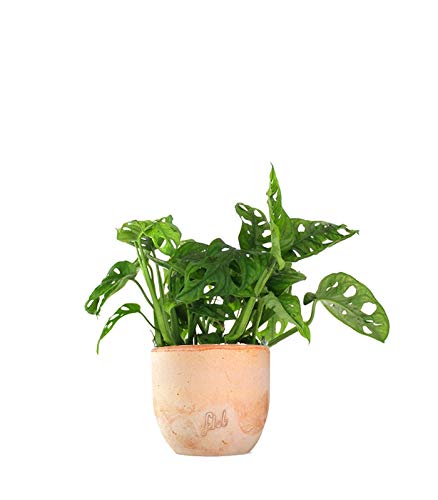 Filodendro pianta vera, Monstera Obliqua o Monkey Leaf | Vaso artigianale FLOB Ø 14 | Altezza 30-35 cm| Flob flower Terracotta
