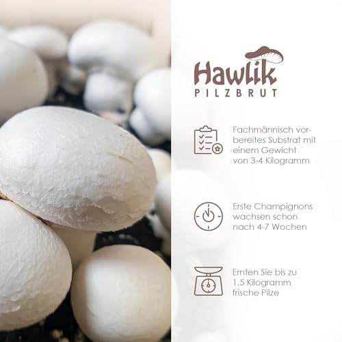 Pilzkultur Hawlik Pilzbrut für weiße Champignons