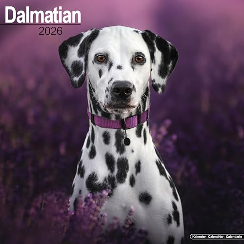Dalmatian 2026 Calendar | Square Wall Calendar | Dog Breed Gift | Plastic Free Packaging | by Avonside Publishing