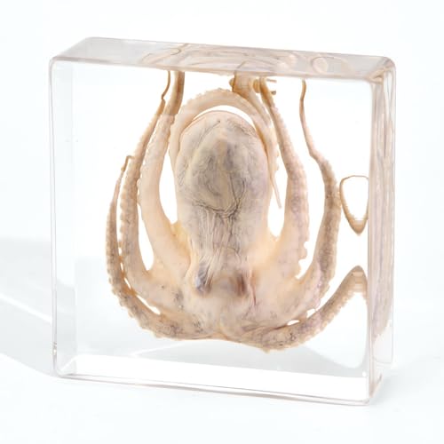 Image of Taxidermy Octopus, Real Oceans Animals Octopus Specimen in Resin Preserved, Clear for Closer-Look & Study, Science Educational Classroom Specimens for Home Office Ornament Gift (3.0x3.0x0.8-inch)