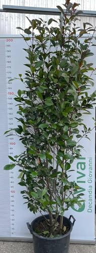 De Plante Photinia En Seau Hauteur 180/190 CM (Photo Réelle) pour Haie