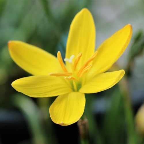 Image of Rain Lily (Zephyranthes) Bulbs by Korrel Seeds - Vibrant Flower Bulbs for Garden & Outdoor Planting - Ideal for Rainy Season Bloom (15, Yellow)