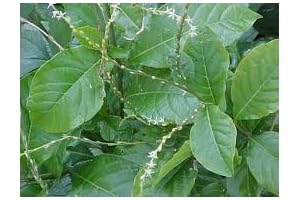 Anamu Leaves: Nature's Healing Herb