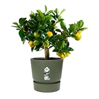 elho Greenville Rund 30cm Blumentopf - Leaf Green – Ansicht 3