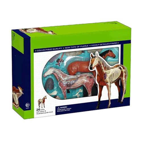 Modèle d'anatomie de cheval éducatif pour comprendre le corps des animaux sans écran - 3