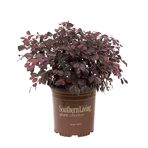 Purple Diamond Loropetalum (2.5 Quart) Flowering Evergreen Shrub With Purple Foliage And Pink Blooms - Full Sun To Part Shade Live Outdoor Plant - Southern Living Plants #TOP2