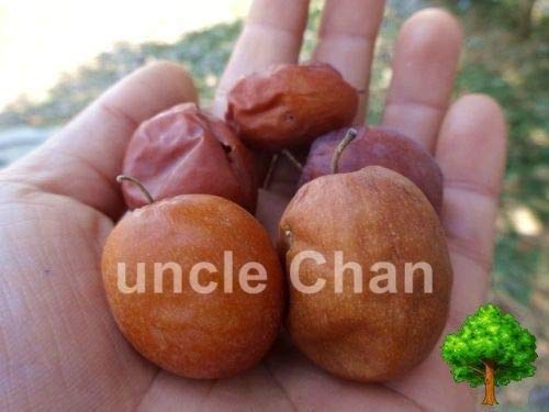 PLAT FIRM Germination Seeds: 50 Seeds: Uncle CHAN* Seed JUJUBE ZIZIPHUS Jujuba Chinese Date Fruit Tree Bonsai TRE C799