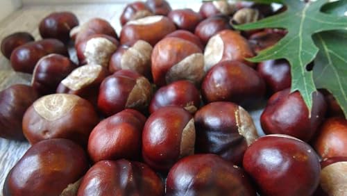 Conkers secos naturales para manualidades, castaño de indias, proyectos de bricolaje, decoraciones de otoño (100 piezas)
